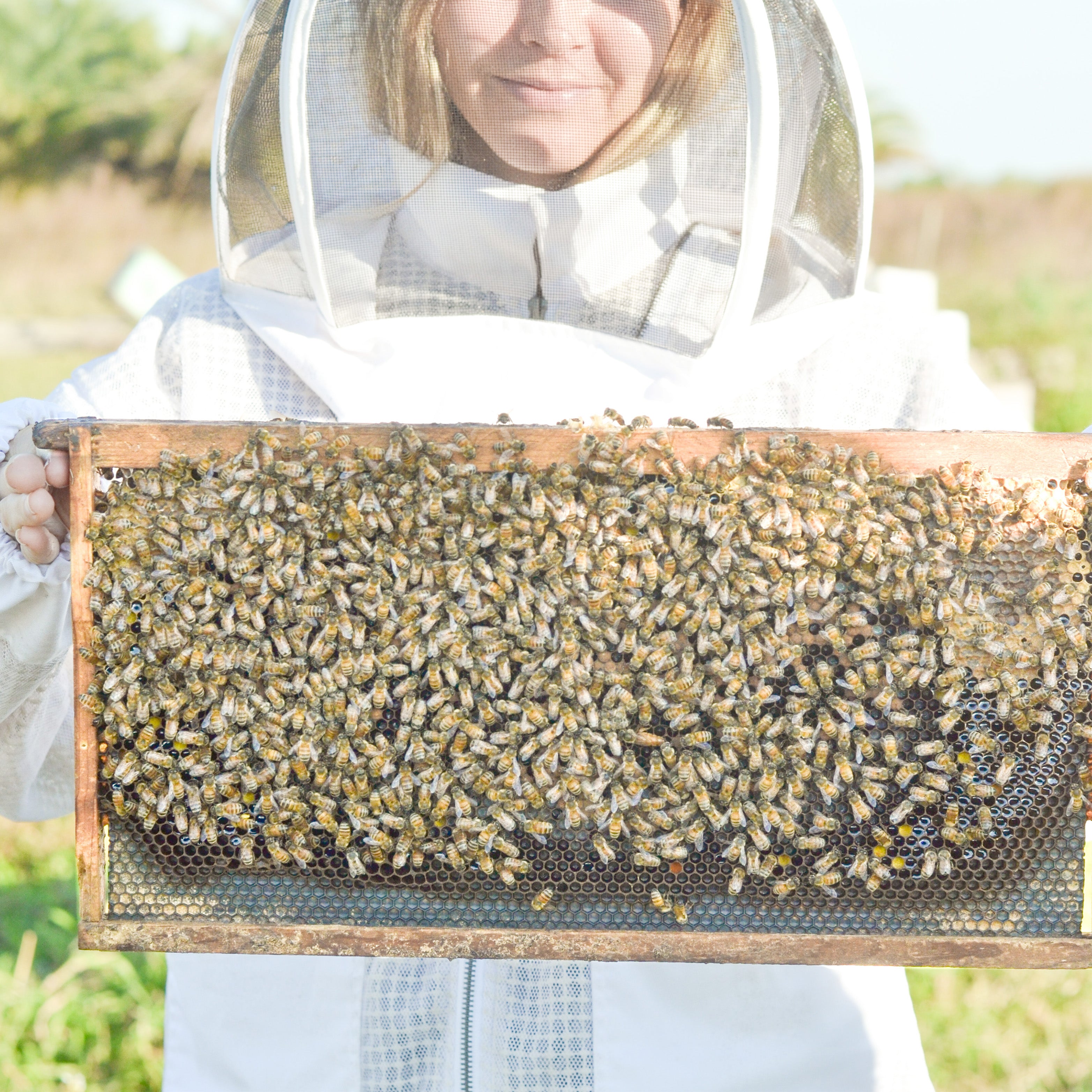 Person in a beekeeping suit holding a frame with bees and honeycomb.
